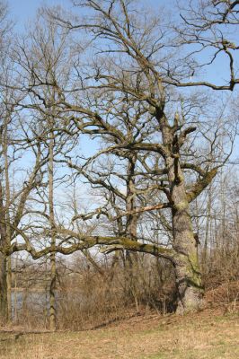 Kopidlno, 2.4.2018
Zámecký park u obory.
Klíčová slova: Kopidlno zámecký park