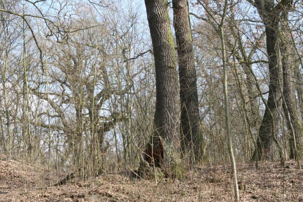 Kopidlno, 2.4.2018
Zámecký park u obory.
Klíčová slova: Kopidlno zámecký park