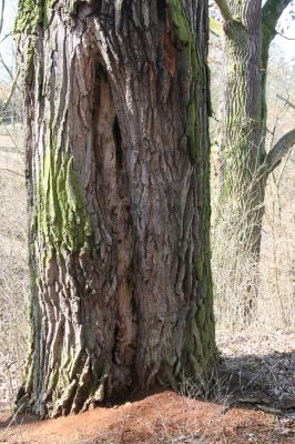 Kopidlno, 2.4.2018
Zámecký park u obory.
Mots-clés: Kopidlno zámecký park