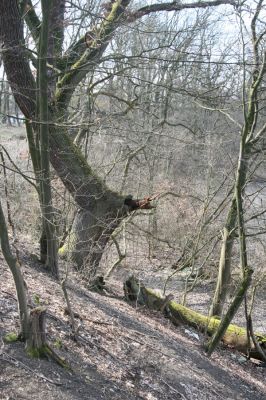 Kopidlno, 2.4.2018
Zámecký park u obory.
Klíčová slova: Kopidlno zámecký park