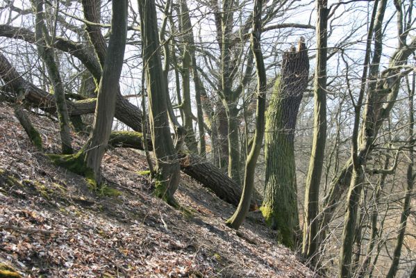 Kopidlno, 2.4.2018
Zámecký park u obory.
Klíčová slova: Kopidlno zámecký park