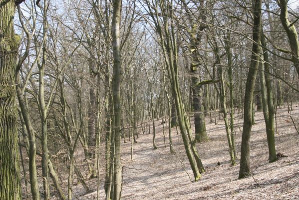 Kopidlno, 2.4.2018
Zámecký park u obory.
Klíčová slova: Kopidlno zámecký park