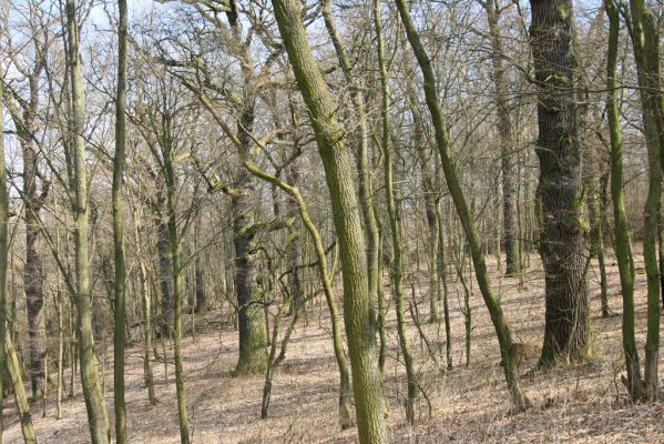 Kopidlno, 2.4.2018
Zámecký park u obory.
Klíčová slova: Kopidlno zámecký park