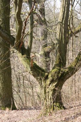 Kopidlno, 2.4.2018
Zámecký park u obory.
Schlüsselwörter: Kopidlno zámecký park