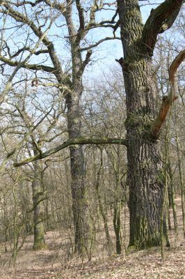 Kopidlno, 2.4.2018
Zámecký park u obory.
Keywords: Kopidlno zámecký park