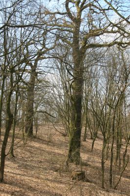 Kopidlno, 2.4.2018
Zámecký park u obory.
Keywords: Kopidlno zámecký park