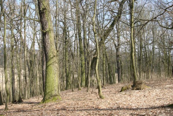 Kopidlno, 2.4.2018
Zámecký park u obory.
Mots-clés: Kopidlno zámecký park