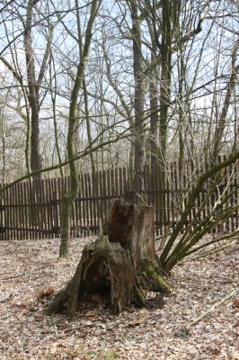 Kopidlno, 2.4.2018
Zámecký park u obory.
Klíčová slova: Kopidlno zámecký park Ampedus nigerrimus