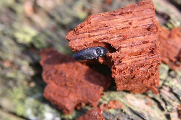 Kopidlno, 2.4.2018
Zámecký park u obory. Kovařík Ampedus nigerrimus.
Klíčová slova: Kopidlno zámecký park Ampedus nigerrimus