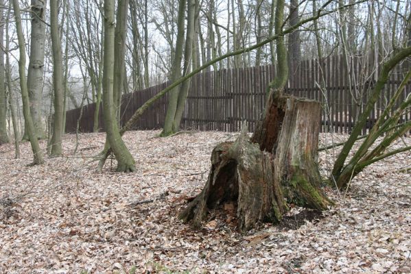 Kopidlno, 2.4.2018
Zámecký park u obory.
Mots-clés: Kopidlno zámecký park Ampedus nigerrimus