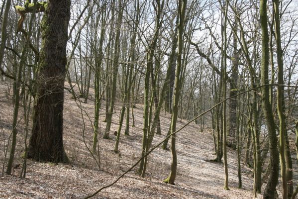 Kopidlno, 2.4.2018
Zámecký park u obory.
Schlüsselwörter: Kopidlno zámecký park