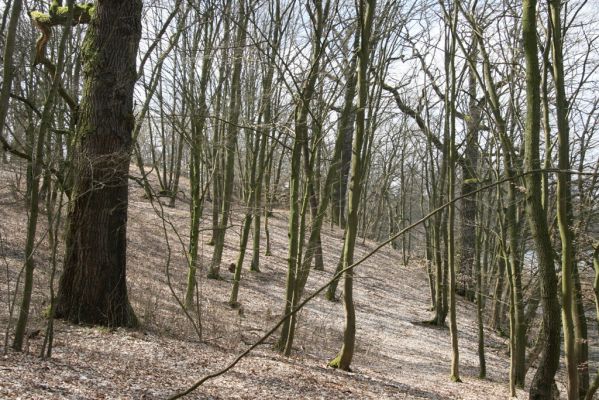 Kopidlno, 2.4.2018
Zámecký park u obory.
Keywords: Kopidlno zámecký park