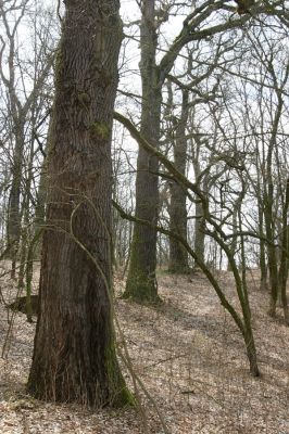 Kopidlno, 2.4.2018
Zámecký park u obory.
Keywords: Kopidlno zámecký park