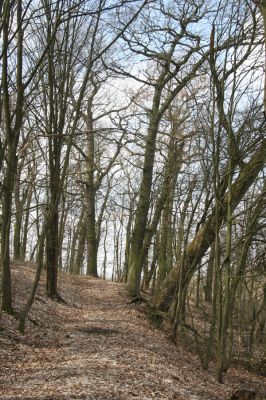 Kopidlno, 2.4.2018
Zámecký park u obory.
Klíčová slova: Kopidlno zámecký park