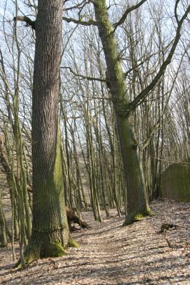 Kopidlno, 2.4.2018
Zámecký park u obory.
Klíčová slova: Kopidlno zámecký park