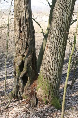 Kopidlno, 2.4.2018
Zámecký park u obory.
Mots-clés: Kopidlno zámecký park Ampedus nigerrimus