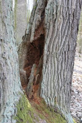 Kopidlno, 2.4.2018
Zámecký park u obory.
Schlüsselwörter: Kopidlno zámecký park Ampedus nigerrimus