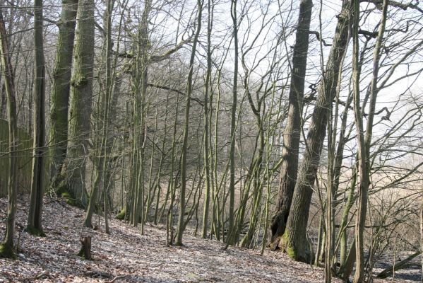 Kopidlno, 2.4.2018
Zámecký park u obory.
Klíčová slova: Kopidlno zámecký park Ampedus nigerrimus