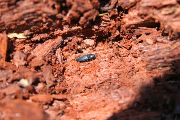 Kopidlno, 2.4.2018
Zámecký park u obory - trouchnivý kmen dubu. Kovařík Ampedus nigerrimus.
Schlüsselwörter: Kopidlno zámecký park Ampedus nigerrimus