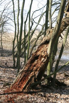 Kopidlno, 2.4.2018
Zámecký park u obory - biotop kovaříka Ampedus nigerrimus.
Mots-clés: Kopidlno zámecký park Ampedus nigerrimus