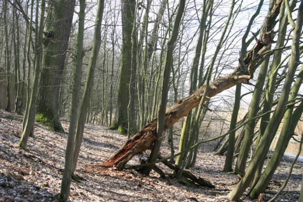 Kopidlno, 2.4.2018
Zámecký park u obory.
Klíčová slova: Kopidlno zámecký park Ampedus nigerrimus