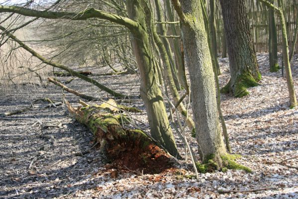 Kopidlno, 2.4.2018
Zámecký park u obory - Trouchnivý kmen dubu. Biotop kovaříka Ampedus nigerrimus.
Klíčová slova: Kopidlno zámecký park Ampedus nigerrimus