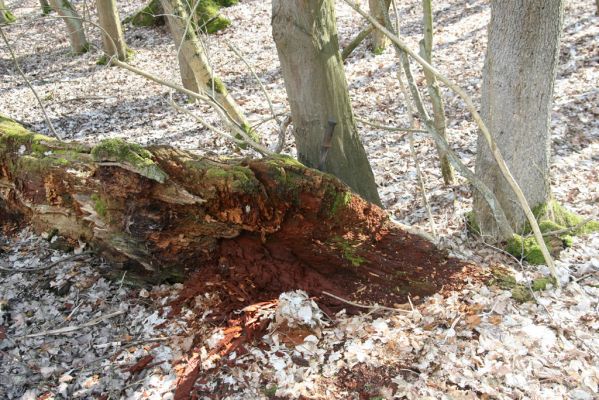 Kopidlno, 2.4.2018
Zámecký park u obory - trouchnivý kmen dubu. Biotop kovaříka Ampedus nigerrimus.
Klíčová slova: Kopidlno zámecký park Ampedus nigerrimus