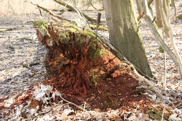 Kopidlno, 2.4.2018
Zámecký park u obory - Trouchnivý kmen dubu. Biotop kovaříka Ampedus nigerrimus.
Mots-clés: Kopidlno zámecký park Ampedus nigerrimus