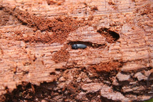 Kopidlno, 2.4.2018
Zámecký park u obory - trouchnivý kmen dubu. Kovařík Ampedus nigerrimus.
Mots-clés: Kopidlno zámecký park Ampedus nigerrimus