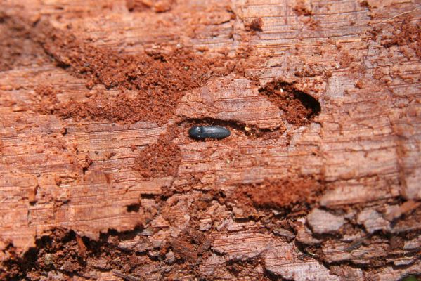 Kopidlno, 2.4.2018
Zámecký park u obory - trouchnivý kmen dubu. Kovařík Ampedus nigerrimus.
Keywords: Kopidlno zámecký park Ampedus nigerrimus