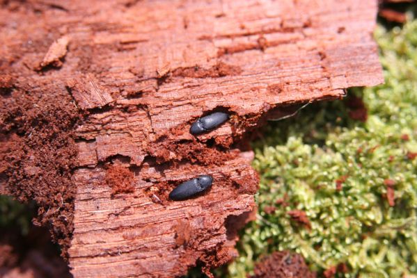 Kopidlno, 2.4.2018
Zámecký park u obory - trouchnivý kmen dubu. Kovaříci Ampedus nigerrimus.
Klíčová slova: Kopidlno zámecký park Ampedus nigerrimus