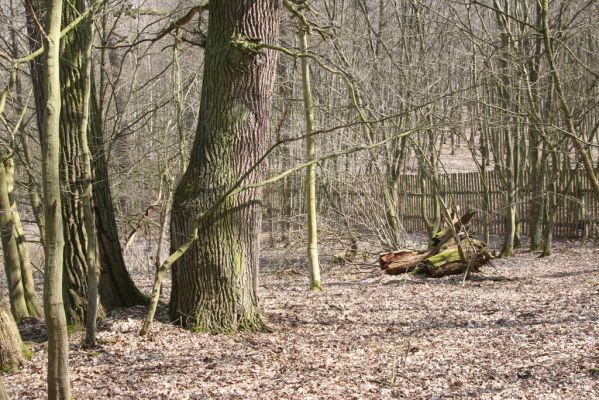 Kopidlno, 2.4.2018
Zámecký park u obory.
Klíčová slova: Kopidlno zámecký park