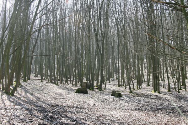 Kopidlno, 2.4.2018
Obora Kopidlno.
Klíčová slova: Kopidlno obora Kopidlno