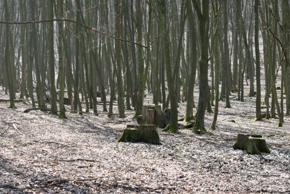 Kopidlno, 2.4.2018
Obora Kopidlno.
Schlüsselwörter: Kopidlno obora Kopidlno