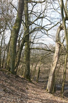 Kopidlno, 2.4.2018
Zámecký park u obory.
Schlüsselwörter: Kopidlno zámecký park