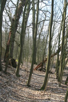 Kopidlno, 2.4.2018
Zámecký park u obory.
Klíčová slova: Kopidlno zámecký park Ampedus nigerrimus