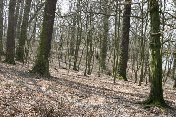 Kopidlno, 2.4.2018
Zámecký park u obory.
Schlüsselwörter: Kopidlno zámecký park