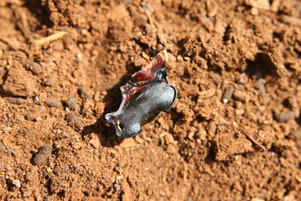 Kopidlno, 2.4.2018
Obora Kopidlno - torzo roháče obecného.
Schlüsselwörter: Kopidlno obora Kopidlno Lucanus cervus