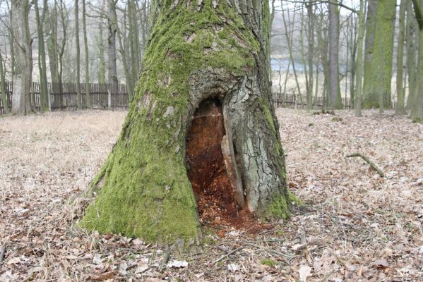 Kopidlno, 2.4.2018
Obora Kopidlno.
Klíčová slova: Kopidlno obora Kopidlno Ampedus nigerrimus