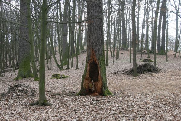 Kopidlno, 2.4.2018
Obora Kopidlno.
Klíčová slova: Kopidlno obora Kopidlno