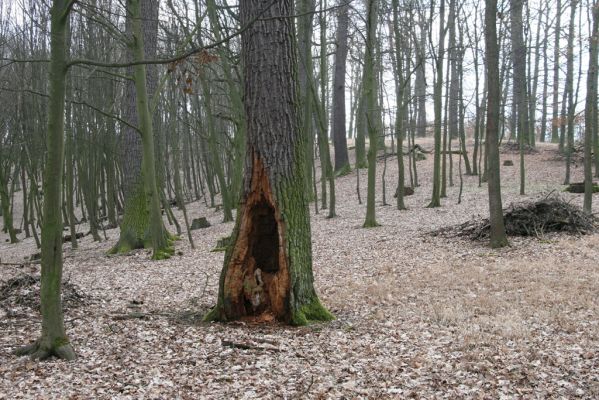 Kopidlno, 2.4.2018
Obora Kopidlno.
Schlüsselwörter: Kopidlno obora Kopidlno