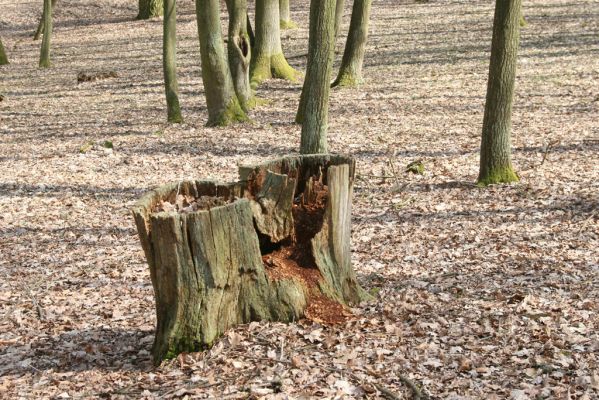 Kopidlno, 2.4.2018
Obora Kopidlno.
Mots-clés: Kopidlno obora Kopidlno Ampedus nigerrimus