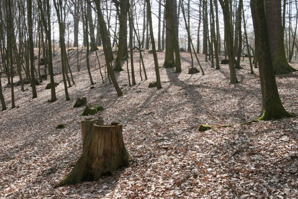 Kopidlno, 2.4.2018
Obora Kopidlno.
Klíčová slova: Kopidlno obora Kopidlno