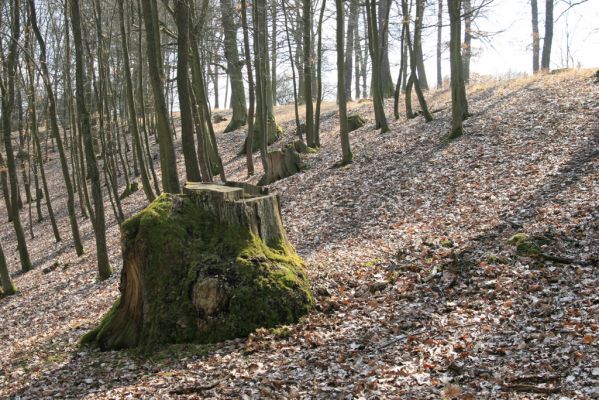 Kopidlno, 2.4.2018
Obora Kopidlno.
Schlüsselwörter: Kopidlno obora Kopidlno