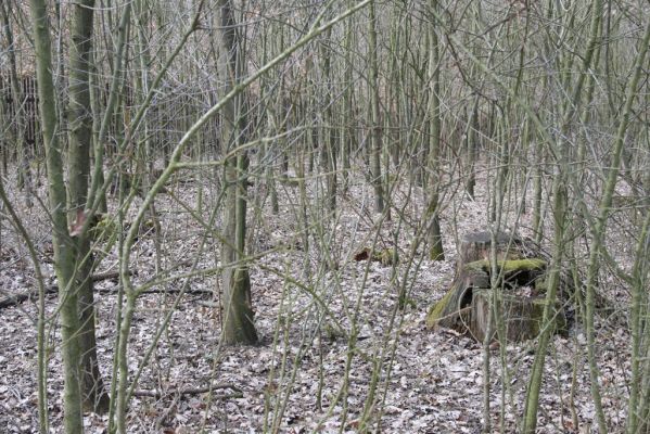 Kopidlno, 2.4.2018
Obora Kopidlno. Pařezy dubů na holoseči na jihozápadním okraji obory.
Keywords: Kopidlno obora Kopidlno Ampedus nigerrimus