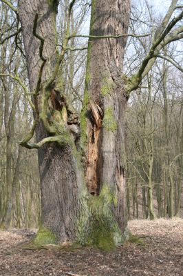 Kopidlno, 2.4.2018
Obora Kopidlno. Dutý dub osídlený páchníky a kovaříky Ampedus brunnicornis, A. cardinalis a Cardiophorus gramineus.
Mots-clés: Kopidlno obora Kopidlno Obora Kopidlno páchník Osmoderma barnabita Ampedus brunnicornis cardinalis Cardiophorus gramineus