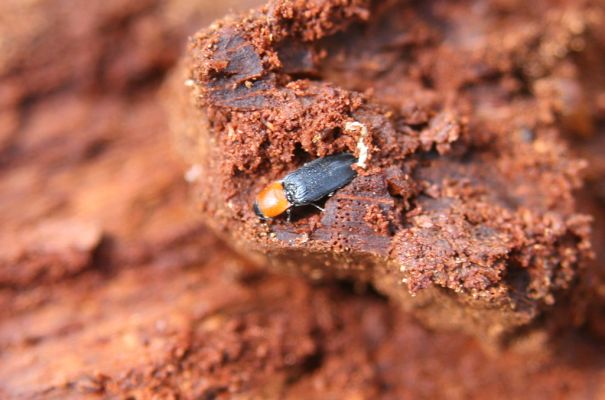 Kopidlno, 2.4.2018
Obora Kopidlno. Kovařík Cardiophorus gramineus v trouchnivém dřevě dutiny dubu.
Schlüsselwörter: Kopidlno obora Kopidlno Cardiophorus gramineus