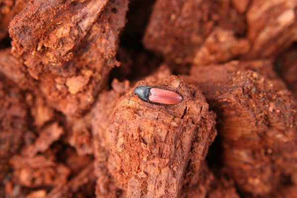 Kopidlno, 2.4.2018
Obora Kopidlno. Kovařík Ampedus cardinalis v trouchnivém dřevě dutiny dubu.
Keywords: Kopidlno obora Kopidlno Ampedus cardinalis