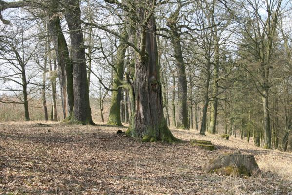 Kopidlno, 2.4.2018
Obora Kopidlno. 
Klíčová slova: Kopidlno obora Kopidlno Obora Kopidlno páchník Osmoderma barnabita Ampedus brunnicornis cardinalis Cardiophorus gramineus