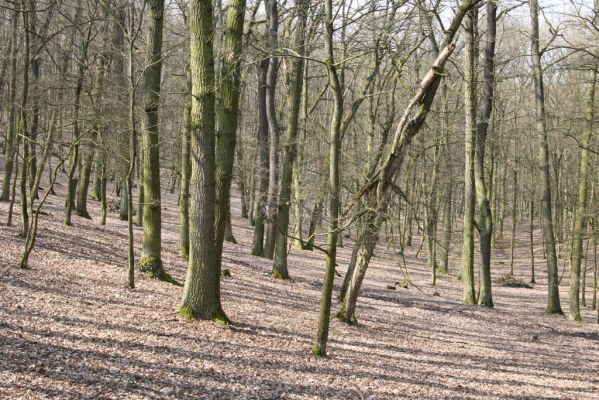 Kopidlno, 2.4.2018
Obora Kopidlno. 
Klíčová slova: Kopidlno obora Kopidlno